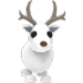 Arctic Reindeer